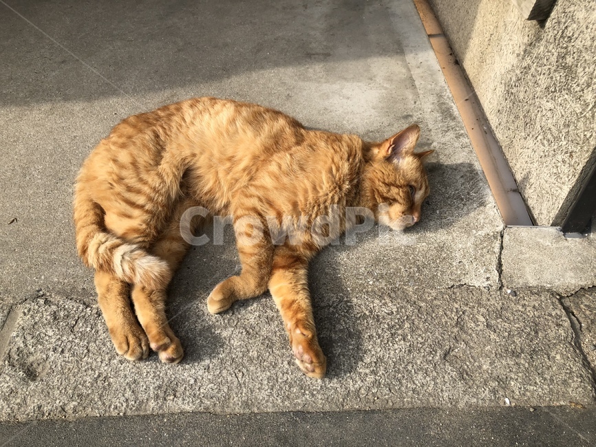 고양이,동물,여유,휴가,길,길고양이,동물,animal,포유류,mammal,고양이,cat,kitten,kitty
