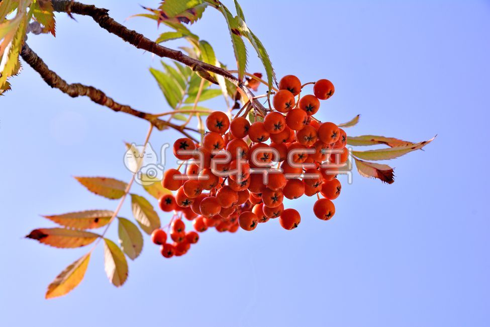 Fruit,seed,small fruit,natural product,tree fruit,red fruit,tree,medicine,ornamental,autumn fruit,outdoors,background,fruition,plant,Rowan berries,medicinal plants,rowan,herbal medicine