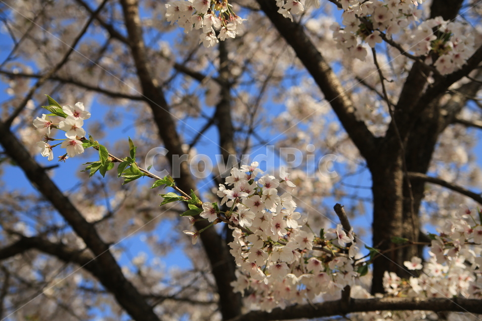 벚꽃,꽃,봄,봄꽃,하늘,벚꽃축제,식물,자연,plants,nature,꽃,flower