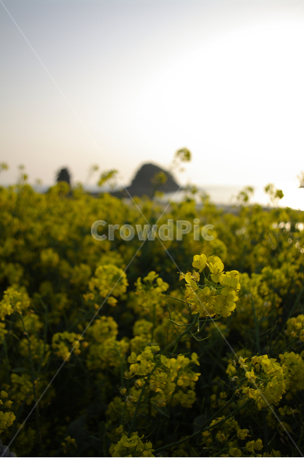 유채꽃,꽃,식물,flower,plant,봄,계절,spring,season,식물,자연,plants,nature,꽃,flower,animal,동물,bird,새,field,들