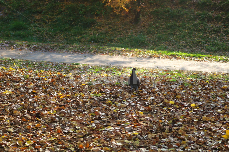 비둘기,새,조류,동물,낙엽,풀밭,풀,가을,가을,계절,fall,autumn,season,동물,animal,조류,새,birds,ground,바닥,bird