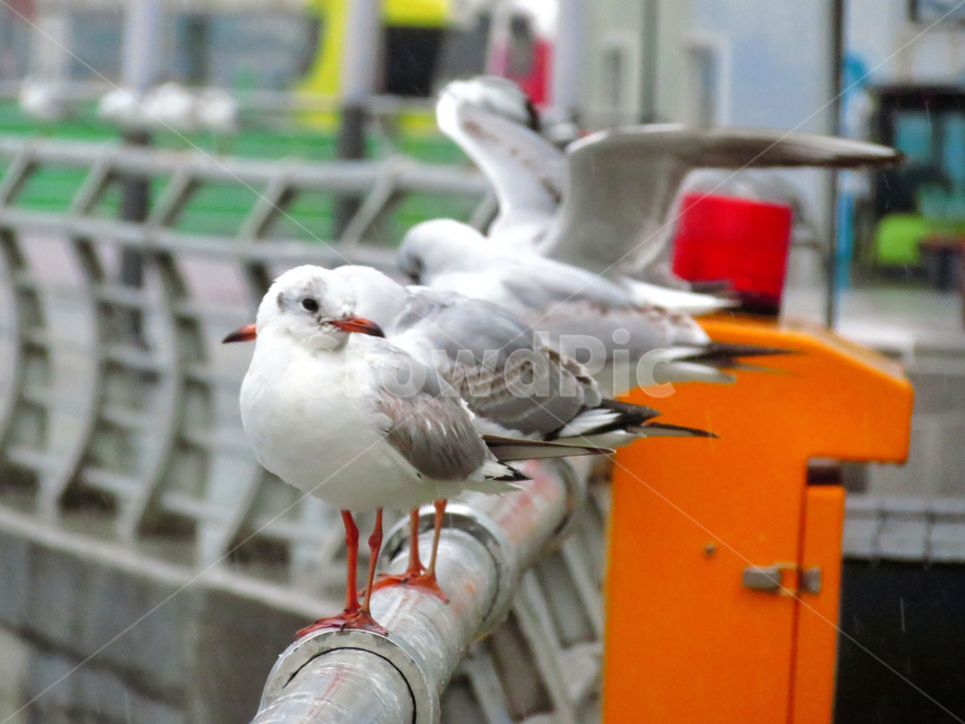 조류,날개,깃털,부리,동물,갈매기,새,seagull,bird,animal,wing
