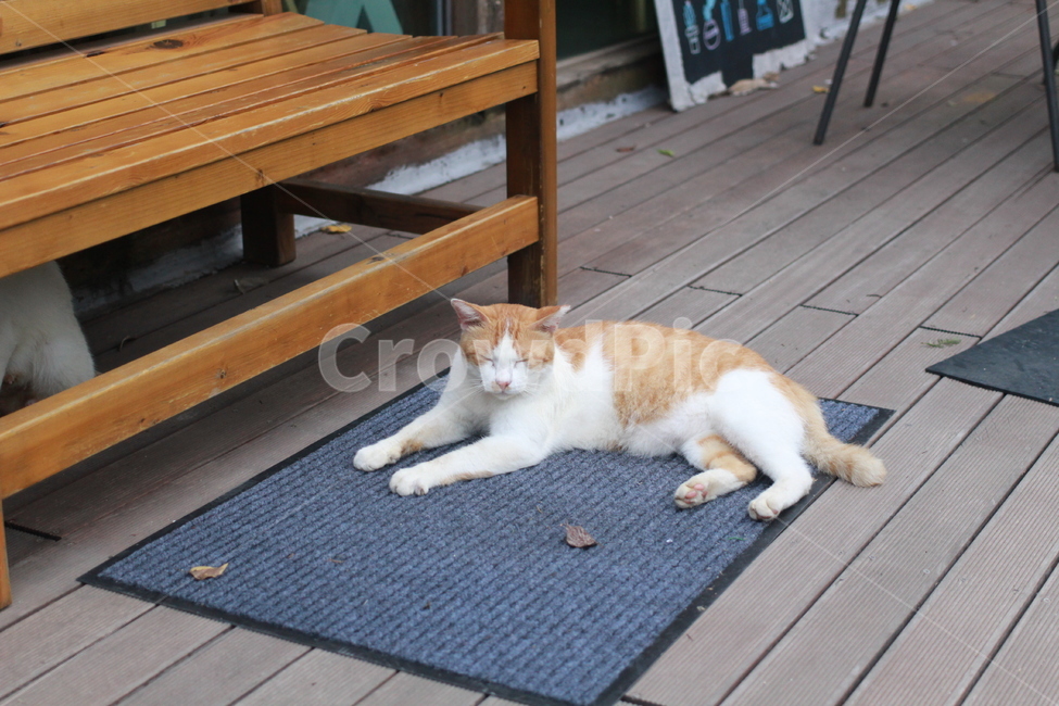 고양이,cat,길고양이,동물,벤치,동물,animal,포유류,mammal,고양이,cat,kitten,kitty