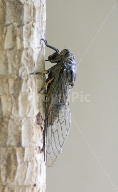 매미,나무,곤충,cicadidae,여름,7일,14일,우화,insect,절지동물,매미목,매미과,이슬,진드기,동물,animal,곤충,벌레,insect,bug