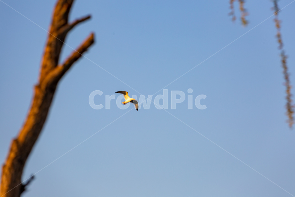 갈매기,여유,한가함,따스함,평화,동물,animal,조류,새,birds