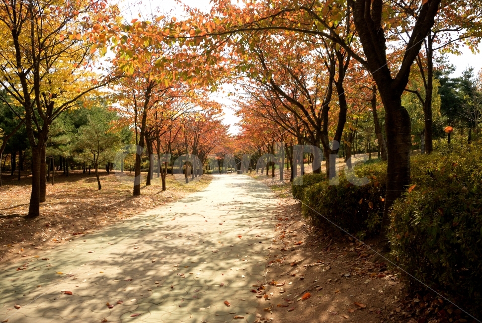 가을,나무,단풍,단풍나무,하늘,파랑,맑은날,여름,계절,초록,공원,산책,나뭇잎,자연,조경,오후,축제,산,환경,숲,숲속,햇빛,빨강,노랑,노을,낙엽,다울,풍경,노천,야외,파크,식물,플랜트,레드,붉은,붉은색,빨간,빨간색,빨강색,적색,가을,계절,fall,autumn,season,자연,풍경,nature,landscape,tree,plant,maple,tree trunk,나무 줄기