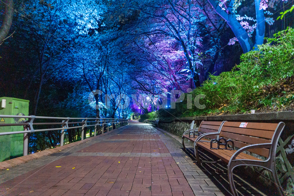 인천,자유공원,야경,led,조명,야간,동인천,차이나타운,숲,나무,공원,산책,산보,산길,오솔길,통로,보도,숲속,형형색색,forest,path,lane,trail,walkway,길,수풀,벤치,의자,bench,자연,park,tree,nature,풍경,landscape,scenery,scene,view,night,nightview,nightscene,lighting,illumination,lamp,light,colourful