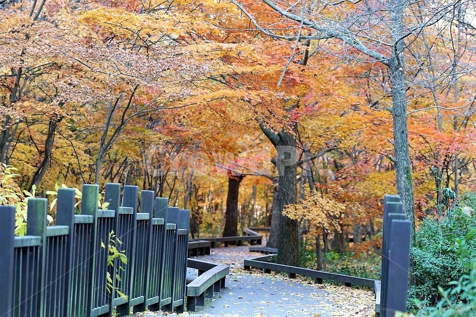 가을,나무,단풍,낙엽,season,autumn,fall,자연,계절,풍경,감성,서정,가을,계절,fall,autumn,season,자연,풍경,nature,landscape,tree,plant,식물,maple