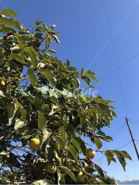 감,감나무,하늘,자연,파랑,주황,초록,식물,열매,sky,sora,nature,blue,ao,orange,orenziiro,green,midori,plants,shokubutsu,fruit,jitsu,과일,kudamono,식물,자연,plants,nature,과일,열매,fruit