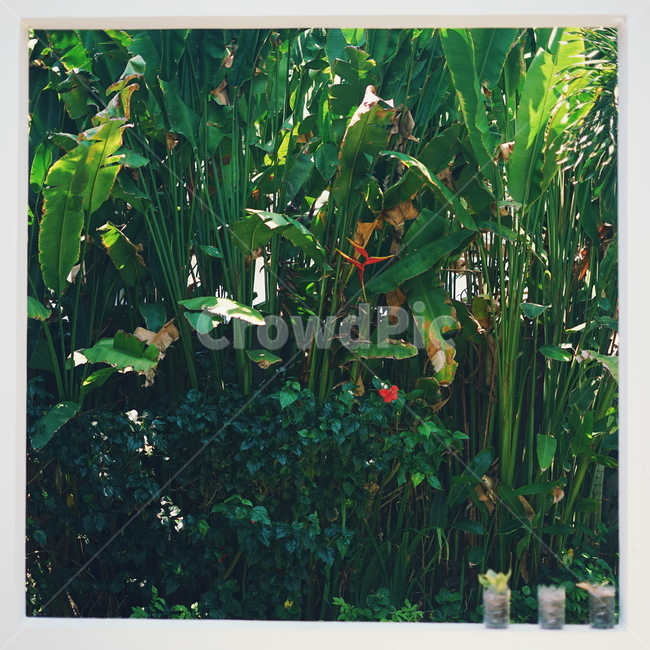 동남아,휴가,vacation,식물,vegetation,나무,tree,여유,relaxation,relaxed,발리,bali,자연,nature,여름,summer
