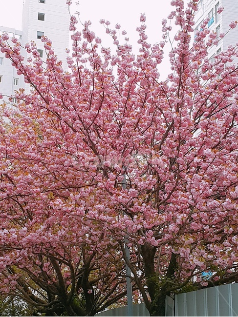 겹벚꽃,벚꽃,왕벚꽃,나무,분홍색,봄,cherryblossom,spring