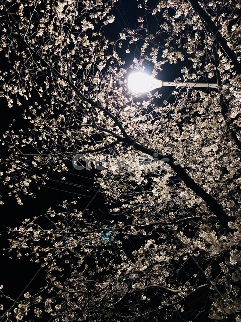 light,빛,식물,벚꽃,저녁,이쁜,봄,계절,spring,season,야경,밤,풍경,nightscape,night,landscape,flare,플레어,plant
