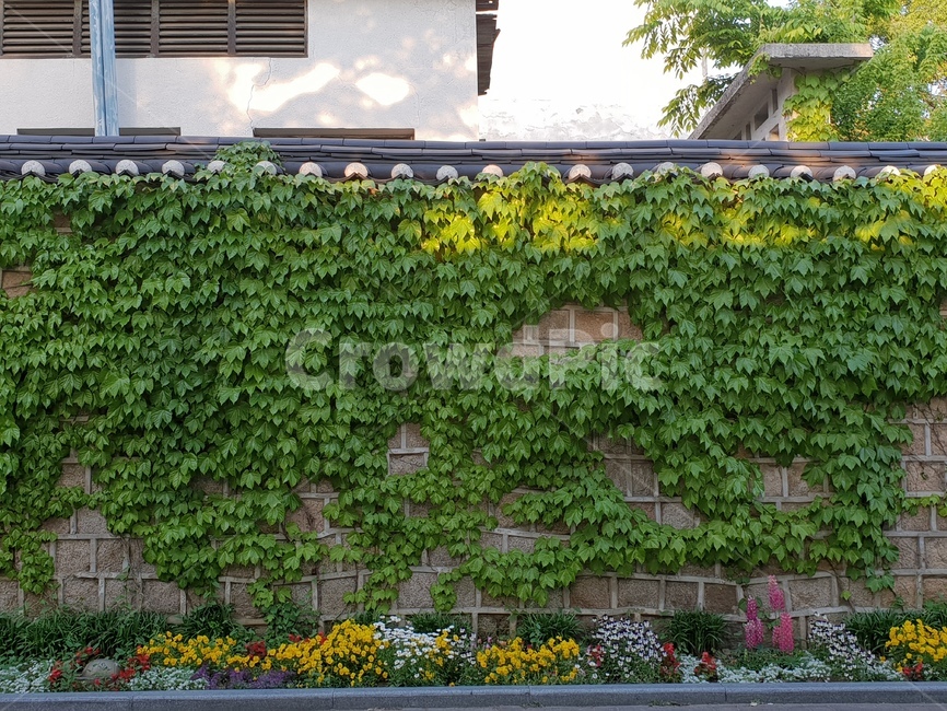 담벼락,벽,기와,기와벽,담쟁이,식물,덩쿨,한옥,건축물,건물외관,exterior,building,structure,architecture,construction