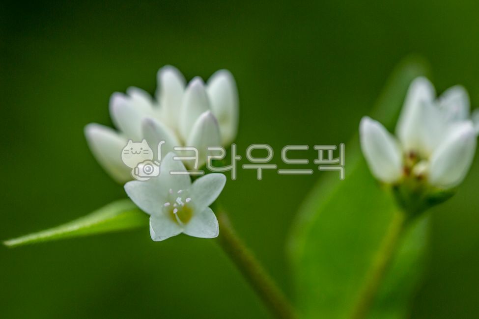 고마리,고마리꽃,야생화,가을꽃,마디풀과,큰꼬마리,줄고만이,조선꼬마리,꽃,flower,blossom