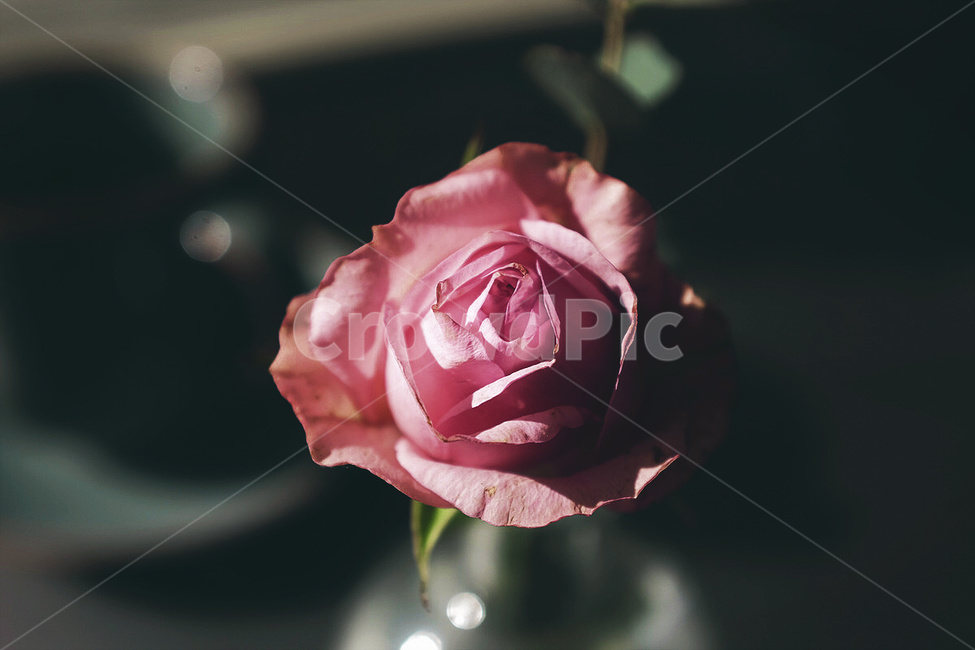 감성사진,카페,꽃,장미,필름,색감,emotion,cafe,flower,rose,film,color,식물,자연,plants,nature,꽃,flower,감성,sensible,feeling