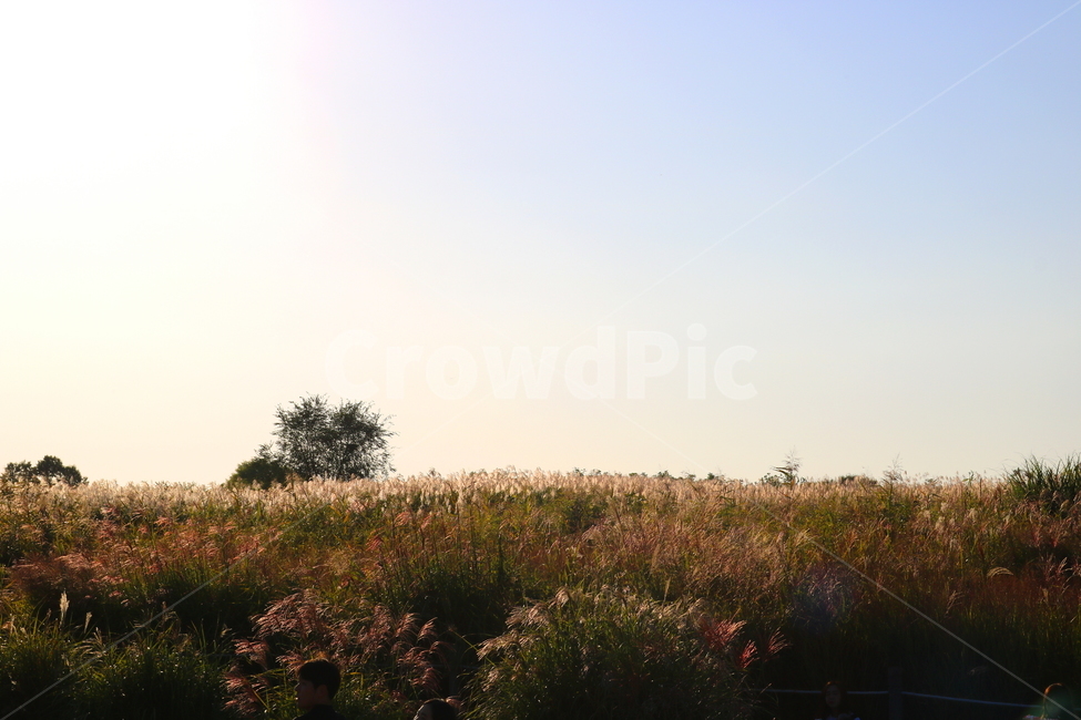 억새,억새풀,식물,자연,가을,벼과,억새축제,하늘공원,상암동,공원,자연,풍경,nature,landscape,outdoors,옥외,grassland,목초지,field,들,savanna,대초원