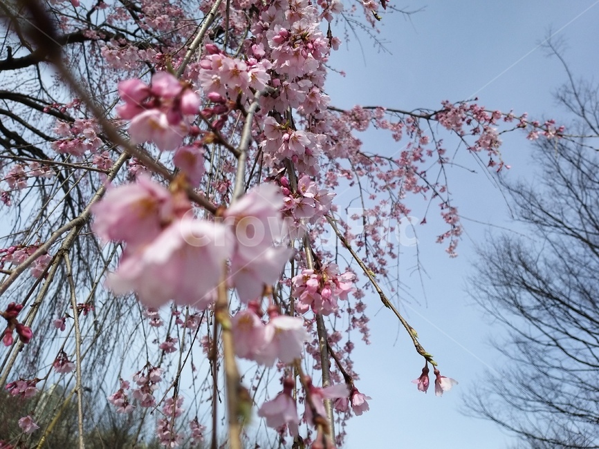 plant,식물,blossom,꽃,flower