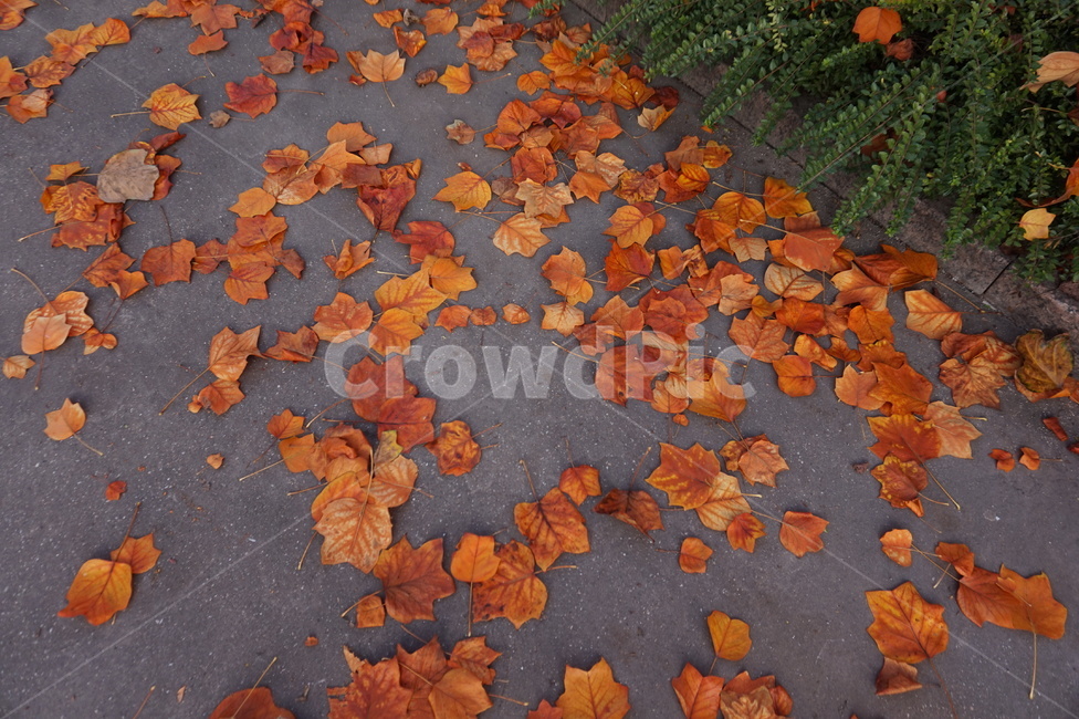 낙엽,가을,나뭇잎,단풍잎,단풍,식물,plant,leaf,잎,tree,나무,maple,mapleleaf,아스팔트,바닥,floor,도로,주황색,붉은색,노란색,초록색,orange,red,yellow,green,자연,nature,autumn,fall,leaves,가을느낌,가을분위기,가을낙엽,가을감성