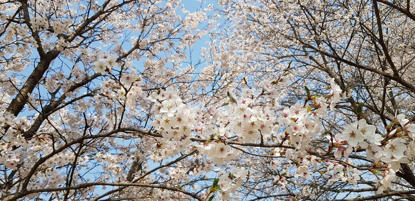 봄,벗꽃,나무,봄꽃,하늘