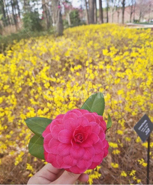 꽃,flower,봄꽃,봄,spring,화창한날씨,정원,식물,꽃,flower
