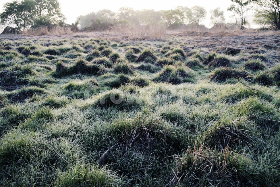 outdoors,nature,grass,이슬,plant