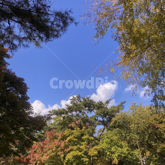 단풍,nature,자연,weather,날씨,outdoors,옥외,cumulus,sky,하늘,cloud,구름,treetrunk,나무줄기,tree,나무,plant,식물,자연,풍경,nature,landscape