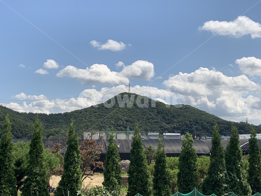 나무,tree,plant,식물,산,풍경