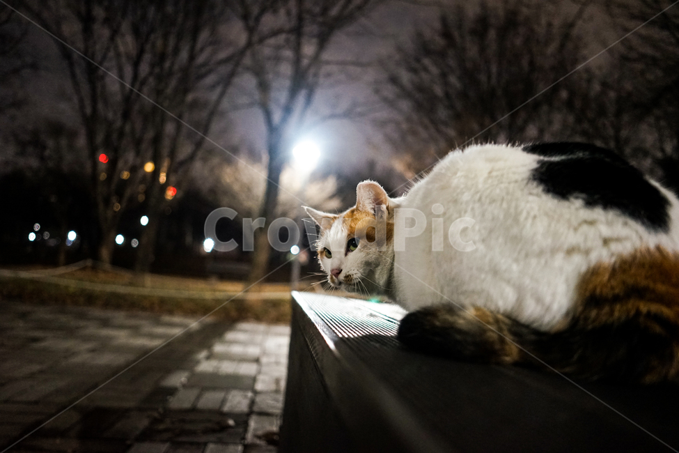 고양이,동물,포유류,길냥이,cat,animal,pet,동물,animal,포유류,mammal,고양이,cat,kitten,kitty