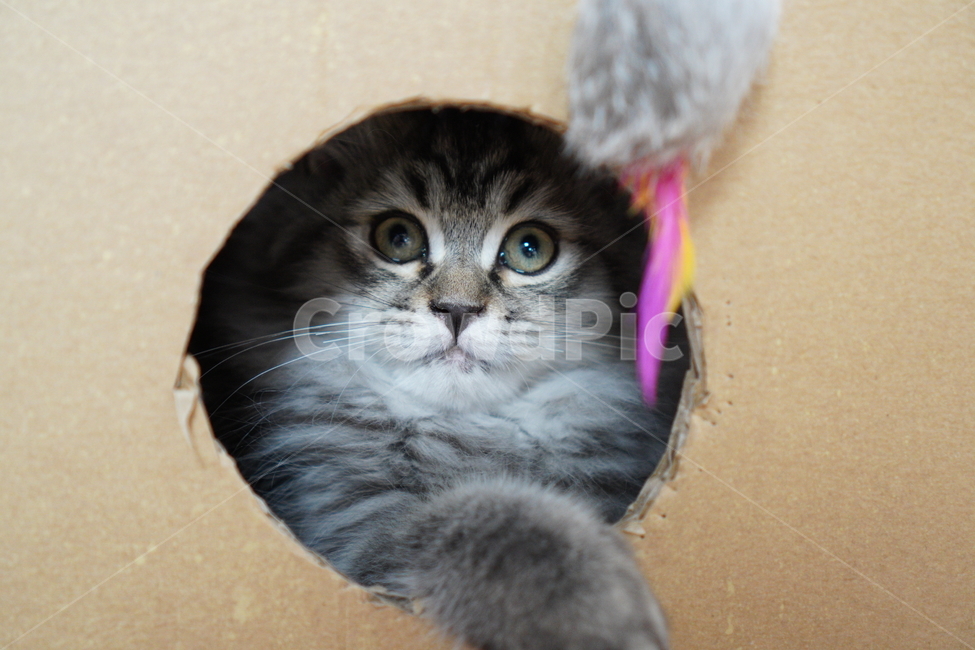 고양이,아기고양이,어린고양이,페르시안,페르시안고양이,냥이,반려묘