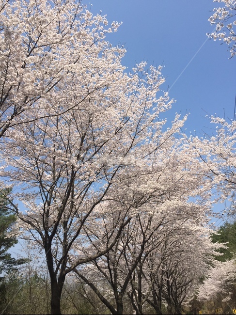 벚꽃,봄,푸른하늘,cherryblossoms,springblossoms