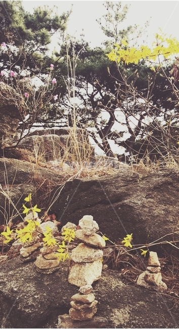 돌탑,돌멩이,소나무,개나리,바위,청량산