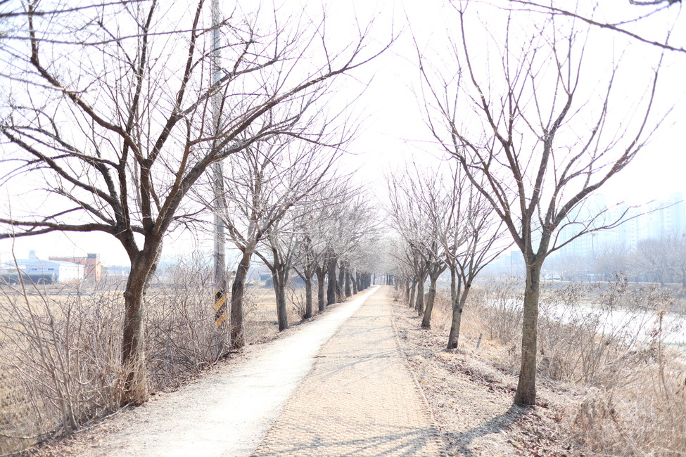 황구지천,산책로,공원,수원,오목천동,겨울,나무
