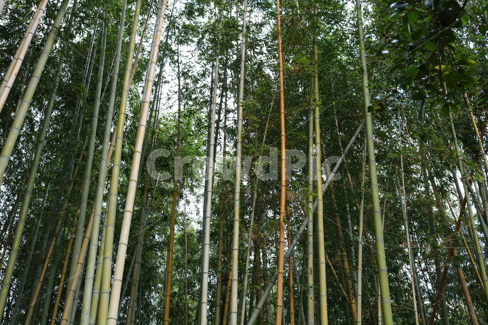 대나무,나무,식물,자연,벼과,풍경,단자엽식물,죽림,대나무숲,숲,나무,trees,wood