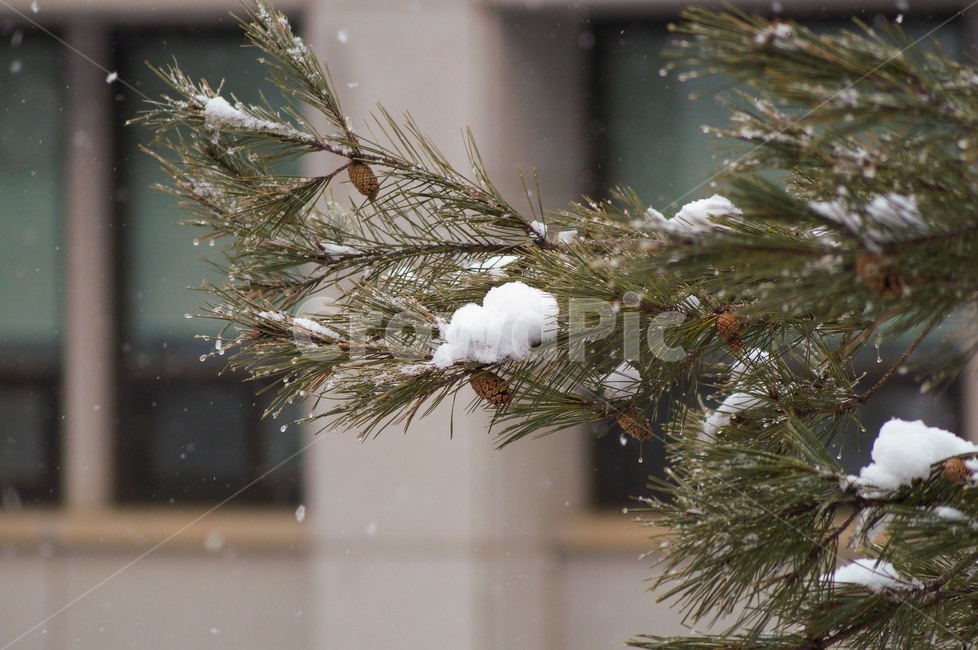 겨울,눈,식물,쌓인눈,차가움,겨울,계절,winter,season,식물,자연,plants,nature