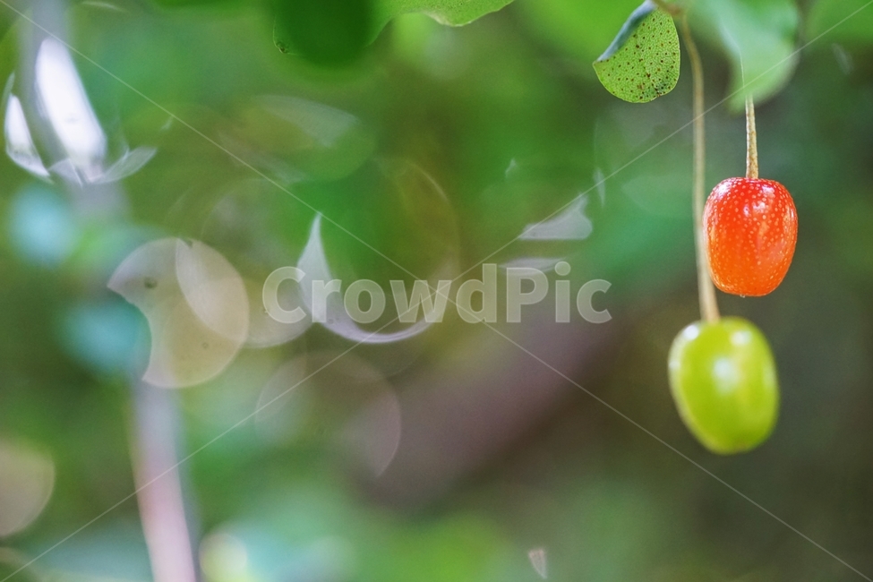 보리수열매,보리수나무,보리수,토종나무,열매,식물,자연,plants,nature,과일,열매,fruit