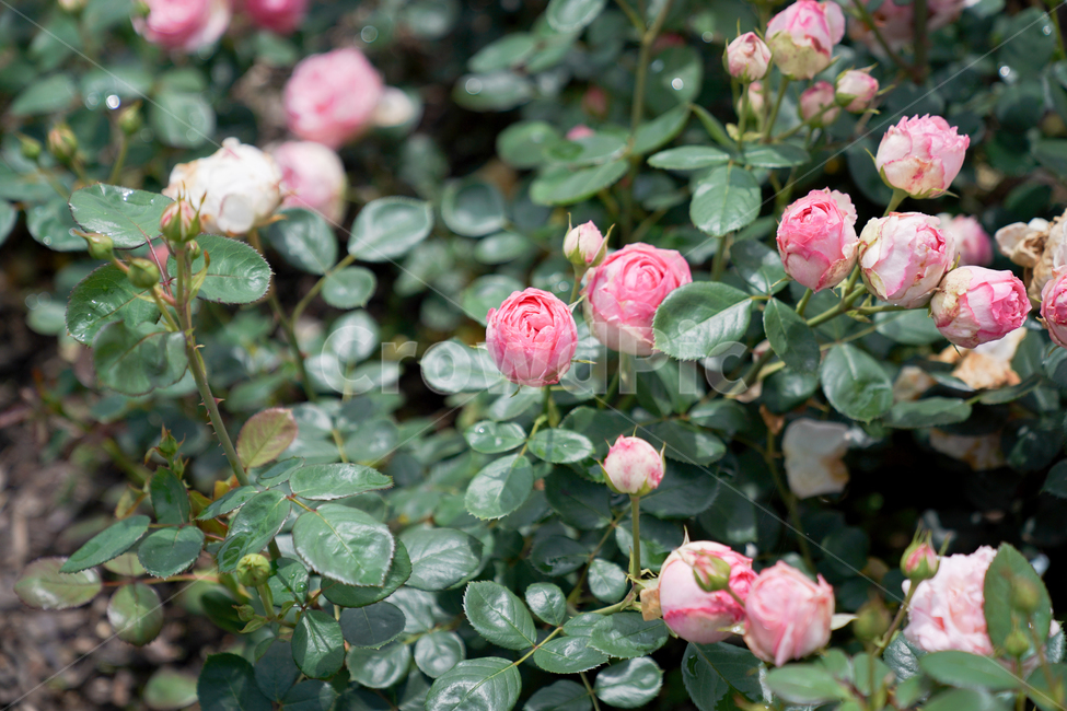 꽃,붉은꽃,여름꽃,장미,로즈,핑크장미,식물,자연,plants,nature,꽃,flower