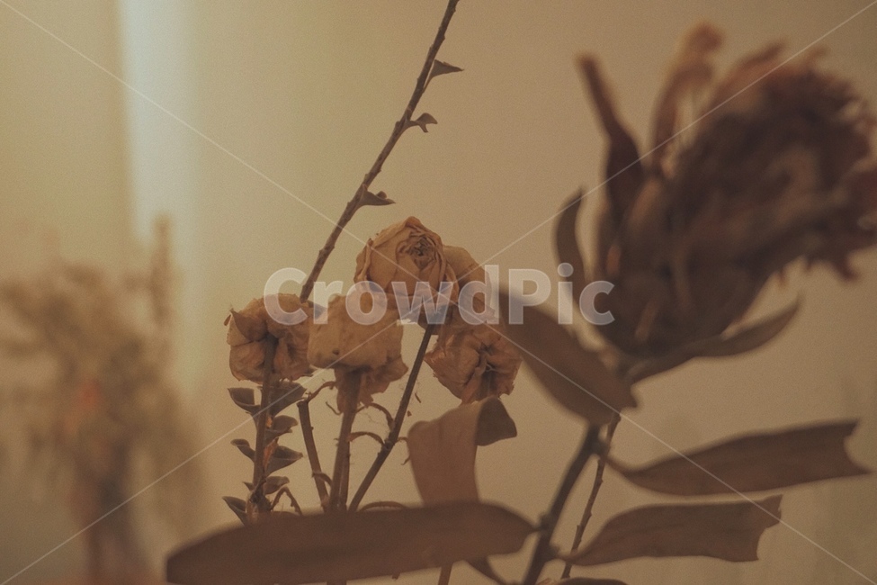 감성사진,꽃,식물,감성,자연,flower,plants,natuer,dryflower,말린꽃,꽃,flower,실내용화초,화분,화초,house plant,인테리어,실내디자인,interior design