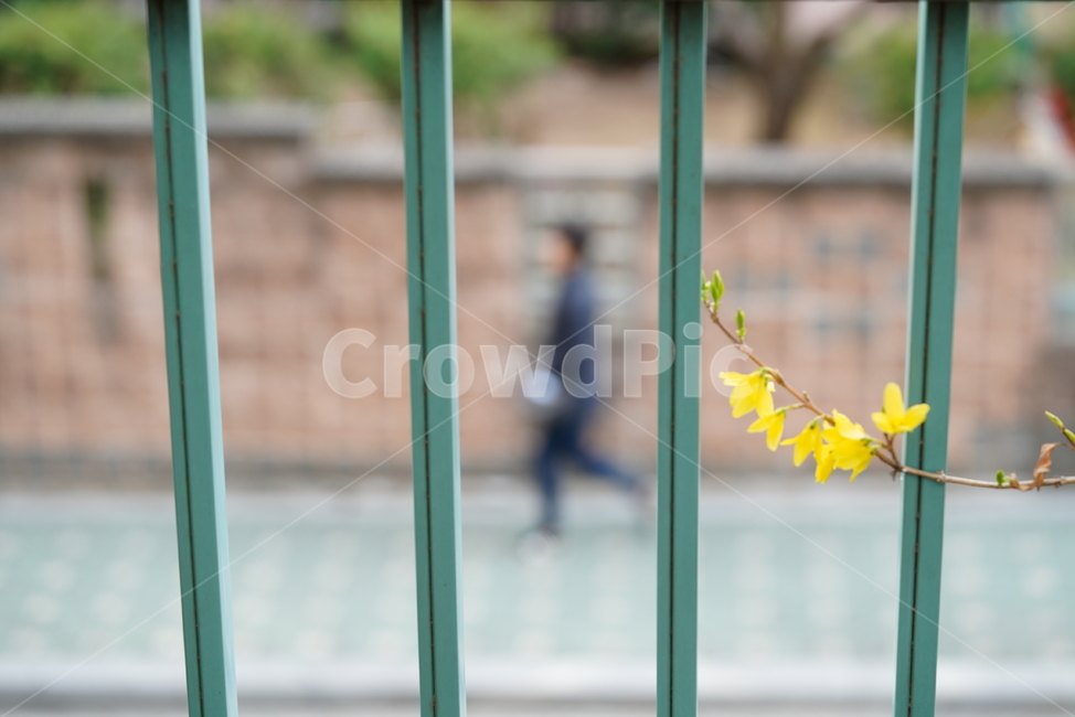 봄,계절,느낌,감성,식물,생명,생물,자연,잎,화사,봄,계절,spring,season,식물,자연,plants,nature,꽃,flower