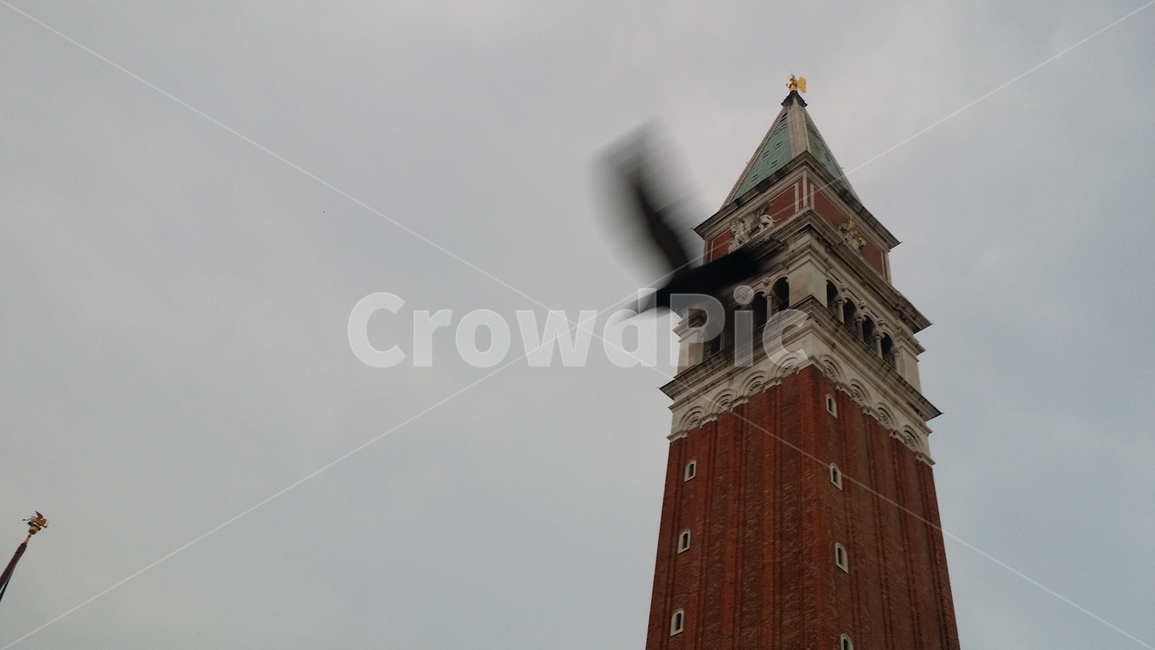 베네치아,베니스,산마르코,종탑,전망대,광장,venezia,venice,san,marco,bell,tower,campanile,black,bird,새,observatory