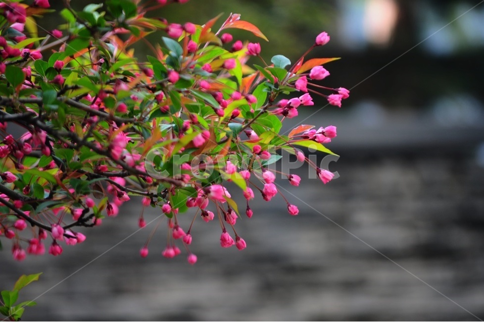 수사해당화,서부해당화,분재,해당화,겹꽃,식물,자연,plants,nature,꽃,flower