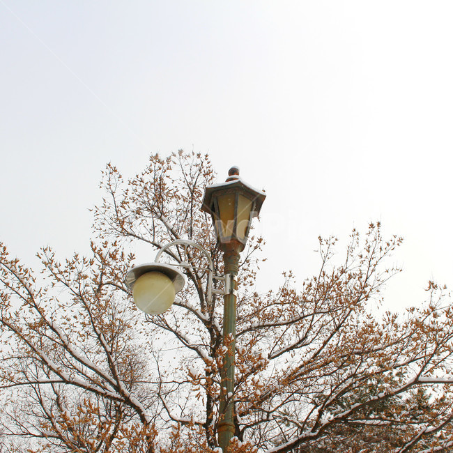 감성사진,풍경,겨울,눈,자연,가로등,몽환적,snow,winter,겨울,계절,winter,season