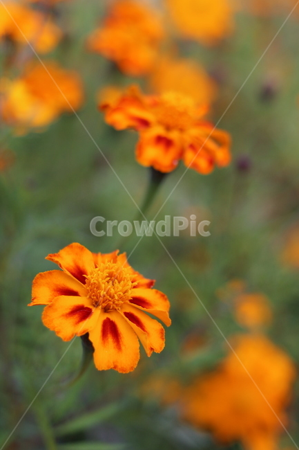 plant,식물,flower,꽃,골드메리,식물,자연,plants,nature,꽃,flower
