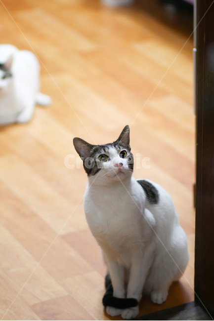 고양이,cat,animal,동물,야옹이,kitty,애묘,동물표정,애완동물,포유류,pet,반려동물,유기묘,길냥이,kitten,아기고양이,코숏,코리안숏헤어,캣대디,캣맘,반려묘,휴식,힐링,res,trelaxation,healing,포유,류mammal,동물,animal,포유류,mammal,고양이,cat,kitten,kitty