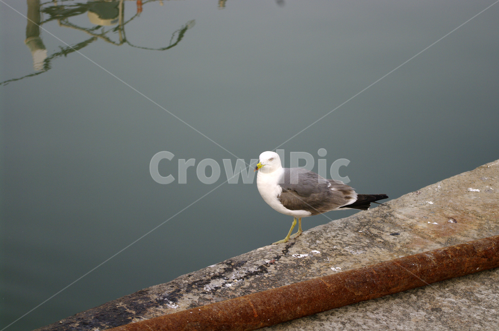 갈매기,새,바다,조류,날개,부리,동물,animal,조류,새,birds