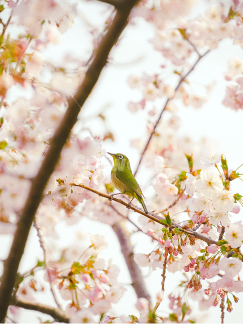 벚꽃,봄,동박새,꽃,새,cherryblossom,봄,계절,spring,season,동물,animal,조류,새,birds,plant,식물,bird,blossom,flower