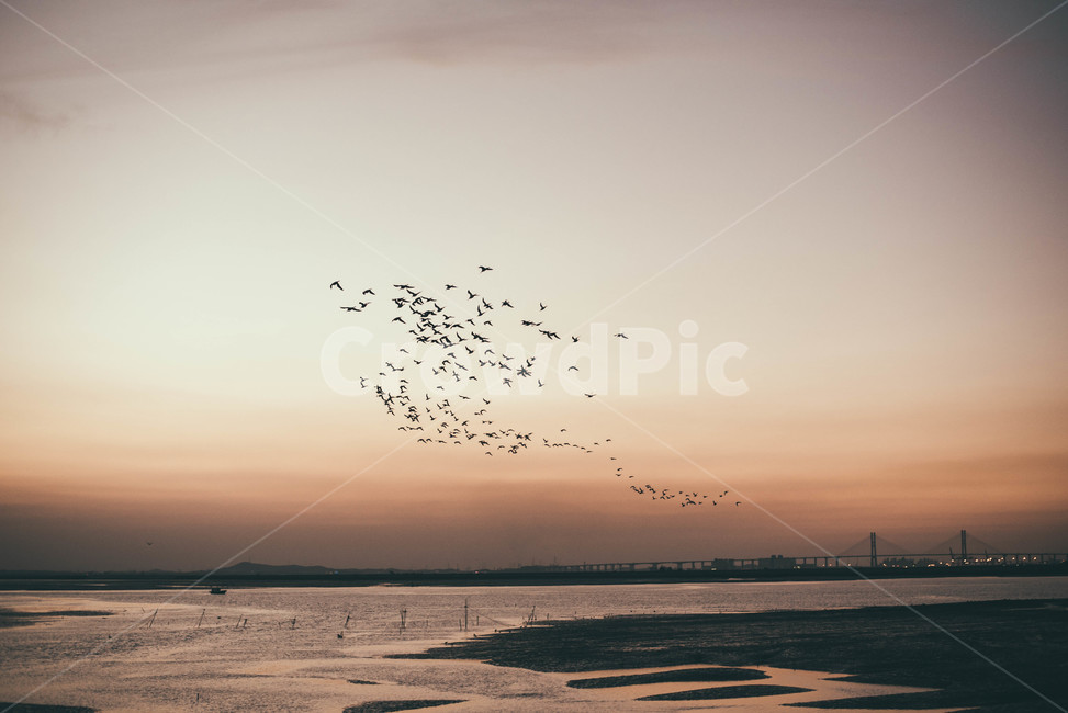 노을,새,바다,낙조,일몰,해,구름,철새,sunset,sundown,붉은노을,자연,풍경,nature,landscape,동물,animal,조류,새,birds,감성,sensible,feeling,flock,대군,bird