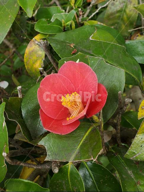 동백,동백꽃,붉은동백,붉은,camellia,동백나무