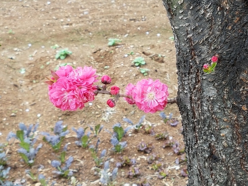 봄꽃,핑크색,분홍꽃,움,봄,식물,자연,plants,nature,꽃,flower