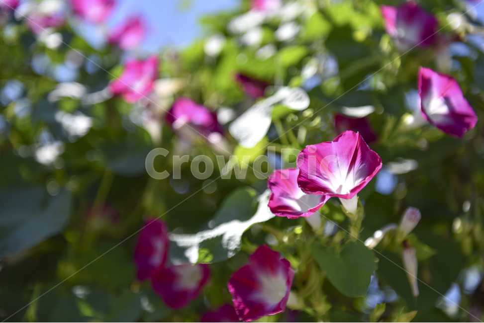 나팔꽃,꽃사진,꽃,핑크,늦여름,가을,식물,자연,plants,nature,꽃,flower