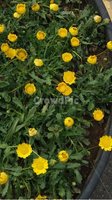 마가렛,목마가렛,국화,옥스아이데이지,국화과,노란색,여름,가을,작은꽃